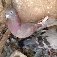 کبوتر لوت|پرنده|خرمشهر, |دیوار