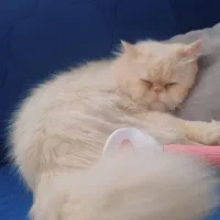 جفتگیری گربه|گربه|کرمانشاه, |دیوار