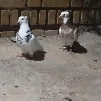 باسلام ۳عدد کفتر برای فروش باهم هستن|پرنده|شوشتر, |دیوار