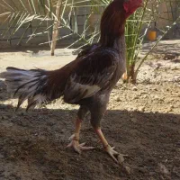 مرغ خروس فروشی|حیوانات مزرعه|سراوان, |دیوار