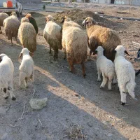 پیش و ور‌‌ک