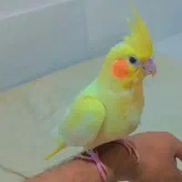 عروس هلندی لوتینو سرحال دستی بدونی که گاز بگیره