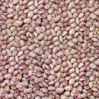 فروش لوبیا چیتی