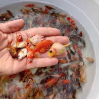 گلدفیش ماهی|ماهی|سنندج, |دیوار