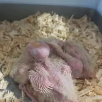 جوجه سرلاکی