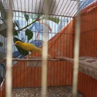 معاوضه کفترباقناری