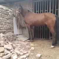 اسب|اسب و تجهیزات اسب‌سواری|جوانرود, |دیوار