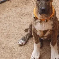 توله  ماده خراسانی