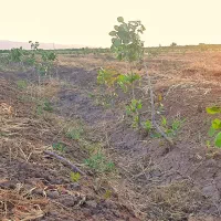 1000 متر باغچه پسته روستای شادات بوئین زهرا|فروش دفتر صنعتی، کشاورزی، تجاری|بوئین زهرا, |دیوار