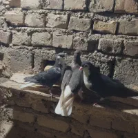 کبوتر رنگی