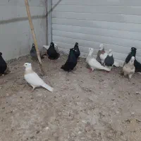 کبوتر|پرنده|سرپل ذهاب, |دیوار