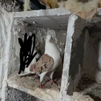 کبوتر پشت پا
