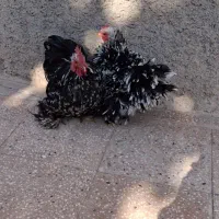 مرغ وخروس فرتزئینی|حیوانات مزرعه|تربتحیدریه, داروپخش|دیوار