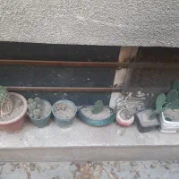 ۶۰ عدد کاکتوس با گلدان های متفاوت همه باهم|گل و گیاه طبیعی|تهران, تهرانپارس غربی|دیوار