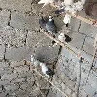 کبوتر پرشی بشرط ضمانت ساعت بالا