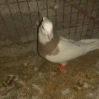 فروش ماده کارتونی