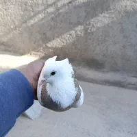 کفتر طوقی ماده|پرنده|سلامی, |دیوار