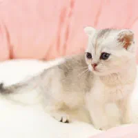 گربه اسکاتیش سیلور|گربه|تبریز, |دیوار