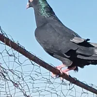 کبوتر زاغ نر