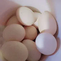 تخم مرغ نطفه دار خروس دیلگونی اصل