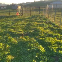 ۳۰۰مترزمین در ییلاق شکردشت زیبلتنگ دارای مستثنیات