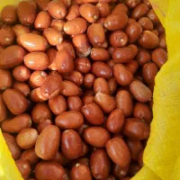 خوشک بار|خوردنی و آشامیدنی|صوفیان, |دیوار