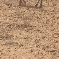خر الاغ گله ای