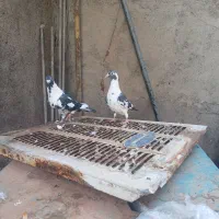 ابلق سیاه