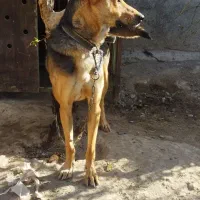 سگ نگهبان سفت و دوبرمن ماده