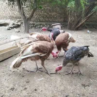 بوقلمون|حیوانات مزرعه|فاضل آباد, |دیوار