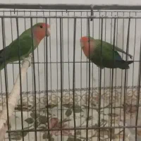 طوطی برزیلی فامنین