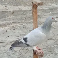 پرنده خوب|پرنده|برازجان, |دیوار