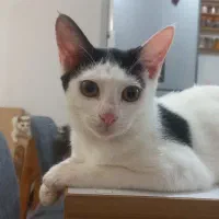 گربه|گربه|رشت, استقامت ۲|دیوار