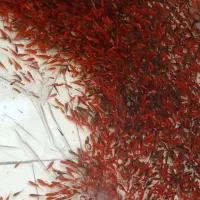 ماهی قرمز عید|ماهی|کشکوئیه, |دیوار