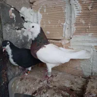 کبوتر رنگه ساده طوقی کله|پرنده|مشهد, عیدگاه|دیوار