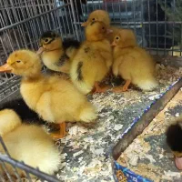 جوجه زینتی ، اردک، قوغاز،