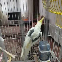 جفت عروس لوتینو دوکت و مرواریدی خاص