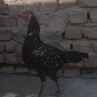 مرغ وا خروس لاری|حیوانات مزرعه|زاهدان, |دیوار