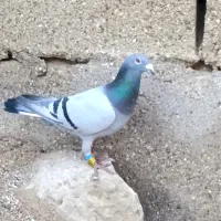 کبوتر پلاکی دو عدد جفت سبز نر پرینت دار بازرگان