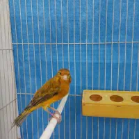 قناری|پرنده|مشهد, کارگران|دیوار