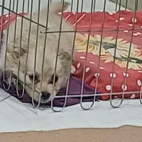 واگذاری|سگ|قم, زنبیل آباد|دیوار