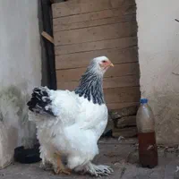 نیمچه خروس برهما لایت رومانی ، امپراطور ، امپراتور|حیوانات مزرعه|ساری, |دیوار