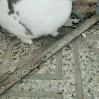 خرگوش ماده|موش و خرگوش|نجف‌آباد, جوزدان|دیوار