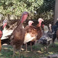 بوقلمون ارگانیک مزرعه|حیوانات مزرعه|قزوین, |دیوار