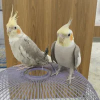 عروس هلندی|پرنده|هشتگرد, ینگی امام|دیوار