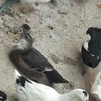 اردک تخم گذار جوان