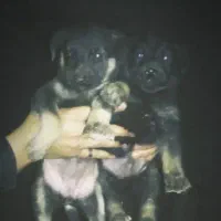 تولها ژرمن کار ۱نر مونده زیرقیمت فوری|سگ|آمل, |دیوار