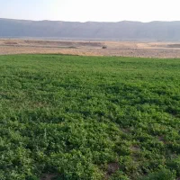 اجاره-ده-هکتار-زمین-کشاورزی