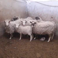 فروش ۵ عدد میش رومن فرانسوی و یک عدد بره قوچی رومن|حیوانات مزرعه|قم, الغدیر|دیوار