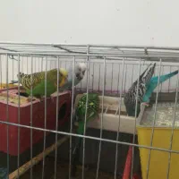 مرغ عشق هلندی